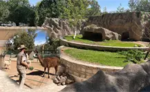 Continúan bajo resguardo del zoológico animales decomisados en Durango Continúan bajo resguardo del zoológico animales decomisados en Durango