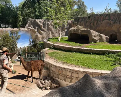 Continúan bajo resguardo del zoológico animales decomisados en Durango