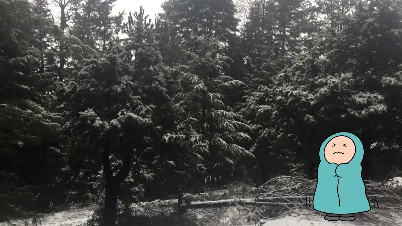Este árbol nativo de Durango puede resistir temperaturas muy bajas. Foto: Especial.