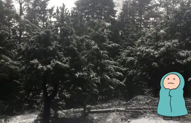 El árbol nativo de Durango de hasta 40 metros de altura y resistente a largas sequías