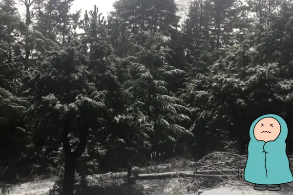 El árbol nativo de Durango de hasta 40 metros de altura y resistente a largas sequías