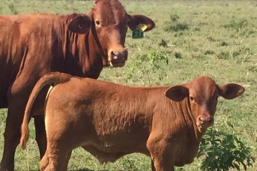 El ganado Beefmaster es una raza sintética resultante de la cruza de bovinos Brahman, Hereford y Shorthorn. Foto: Rancho Faja de Oro