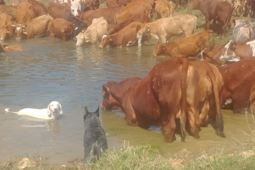 Foto: Rancho Los Papalotes