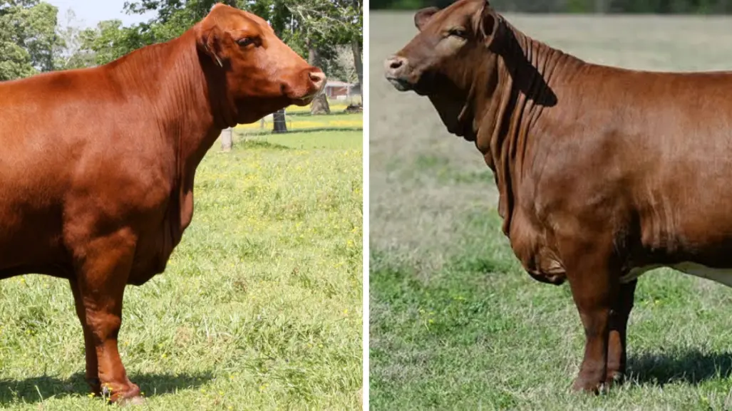 Beefmaster vs Brangus: ¿cuál mejor para el campo de Tamaulipas?