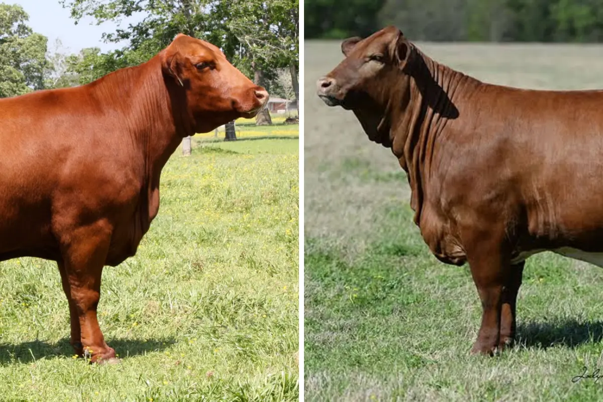 Ejemplares Beefmaster (der.) y Brangus (izq.). Foto: Ramón Sánchez