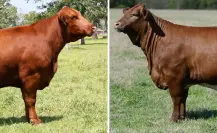 Beefmaster vs Brangus: ¿cuál mejor para el campo de Tamaulipas?