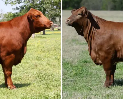 Beefmaster vs Brangus: ¿cuál mejor para el campo de Tamaulipas?