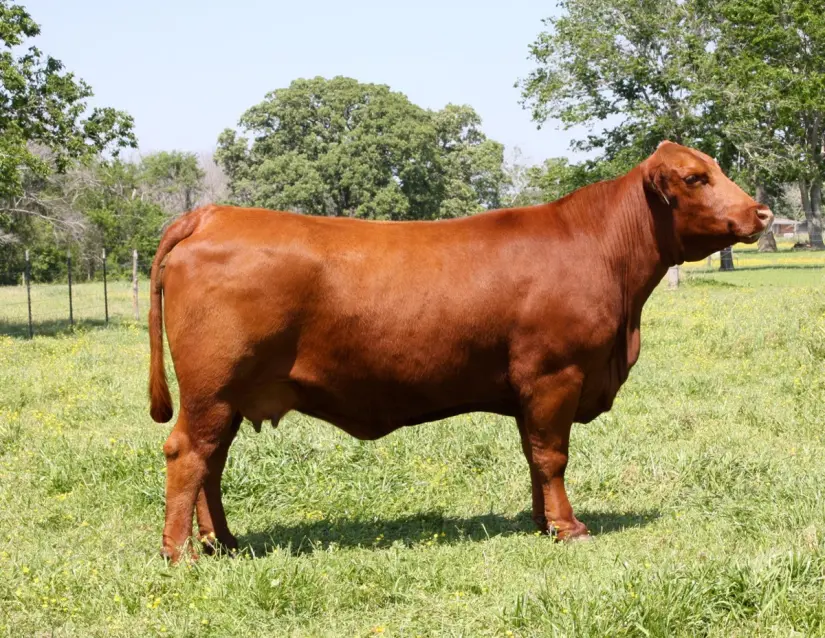 El ganado Brangus es resultante de la cruza de bovinos Brahman y Angus. Foto: Ramón Sánchez