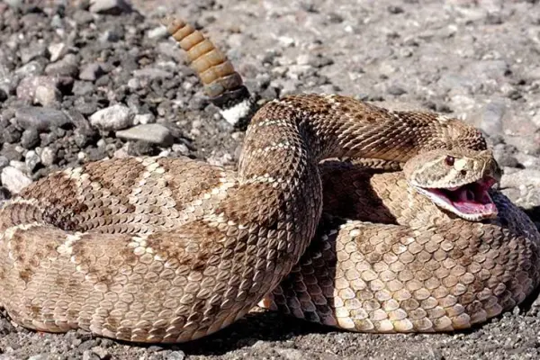 La serpiente nativa de Baja California Sur que se esconde entre el matorral