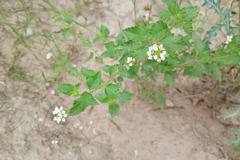 La peonía blanca se distribuye en prácticamente todo el noreste de México, incluido Tamaulipas. Foto: Carlos García