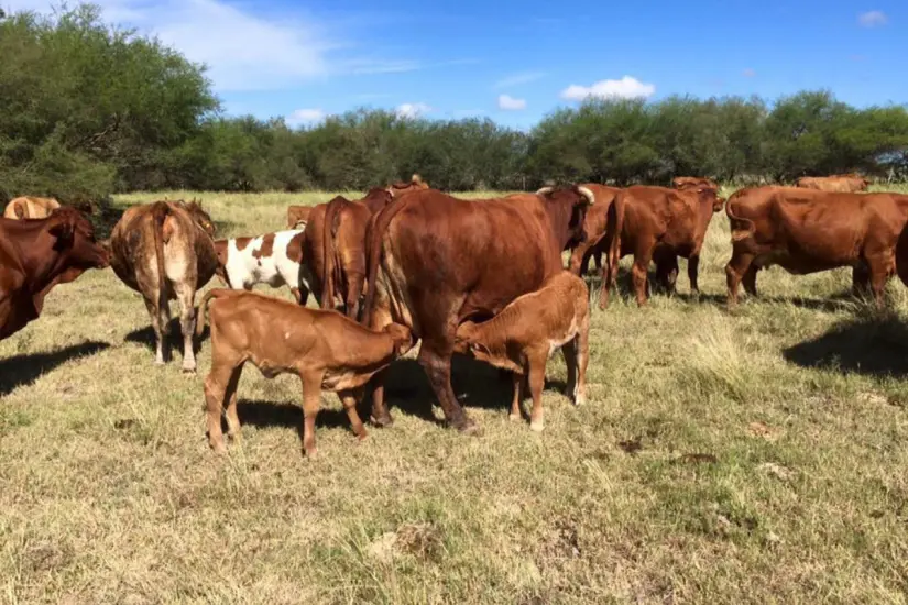 Ganado Beefmaster. Foto: Rancho Faja de Oro