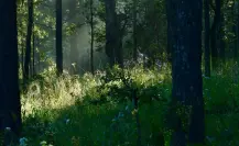Así luce el bosque de Durango con las luciérnagas del verano