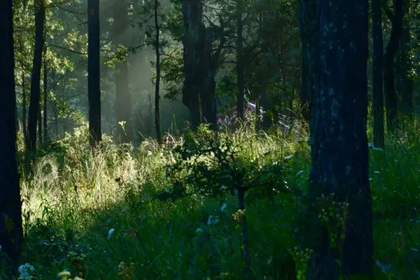 Así luce el bosque de Durango con las luciérnagas del verano