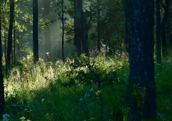 Así luce el bosque de Durango con las luciérnagas del verano