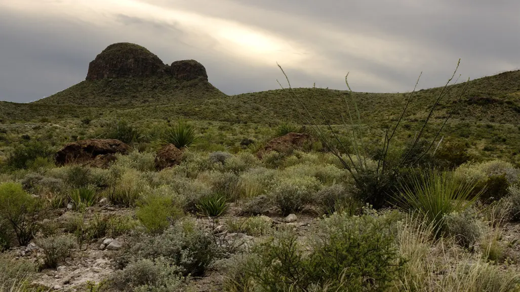Este es la especie más pequeña del desierto de Coahuila