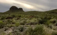 Este es la especie más pequeña del desierto de Coahuila