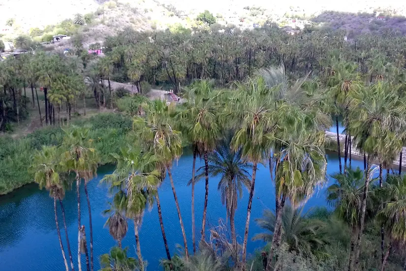 Oasis de Mulegé. Foto: Modesto Peralta Delgado.