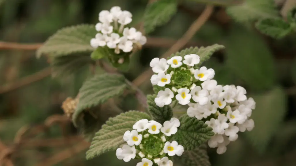 La flor nativa que todos subestiman pero que es esencial para el equilibrio ecológico en Tamaulipas