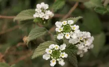 La flor nativa que todos subestiman pero que es esencial para el equilibrio ecológico en Tamaulipas