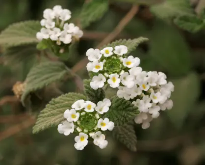La flor nativa que todos subestiman pero que es esencial para el equilibrio ecológico en Tamaulipas