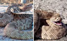 La serpiente nativa de Baja California Sur que se esconde entre el matorral