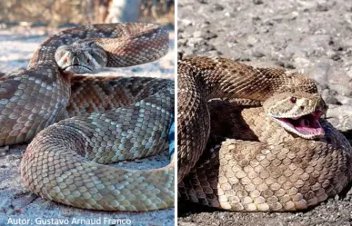 La serpiente nativa de Baja California Sur que se esconde entre el matorral