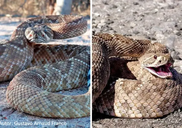 La serpiente nativa de Baja California Sur que se esconde entre el matorral