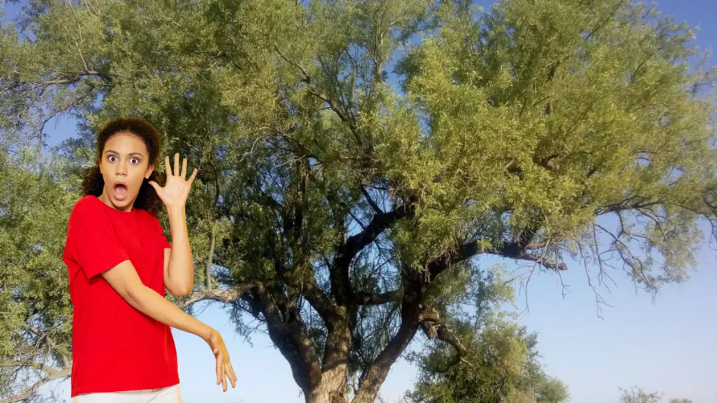 Este árbol de BCS sobrevive mil años en el desierto y así lo logra