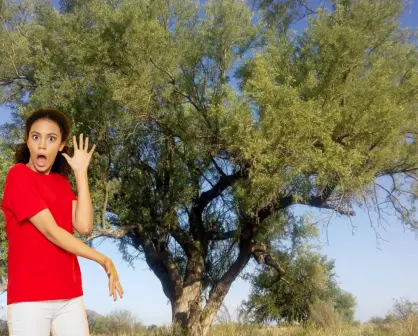 Este árbol de BCS sobrevive mil años en el desierto y así lo logra