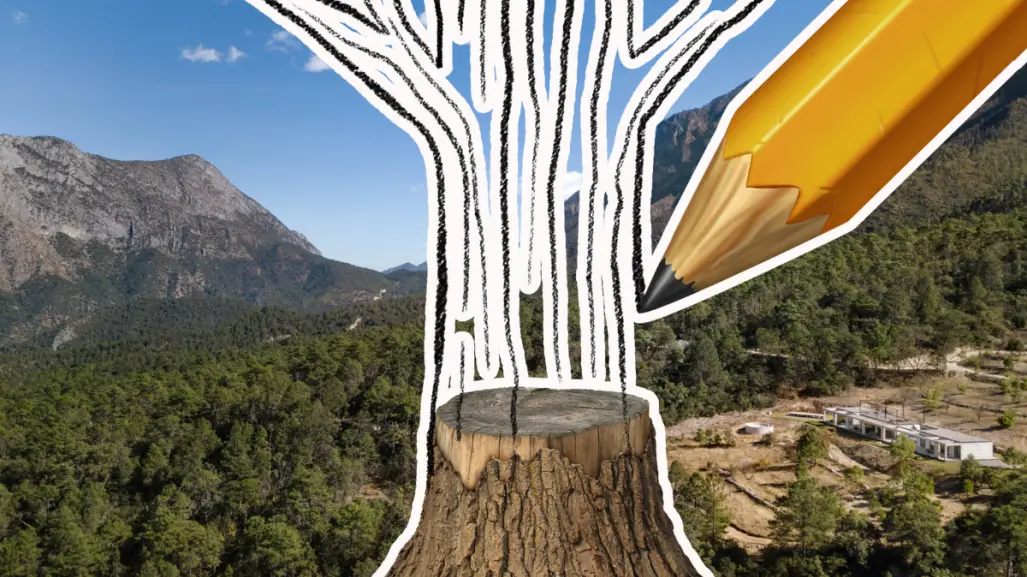Sierra de Arteaga vuelve a la vida, será reforestada con 10 mil árboles ¿cómo se logrará?