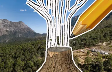 Sierra de Arteaga vuelve a la vida, será reforestada con 10 mil árboles ¿cómo se logrará?