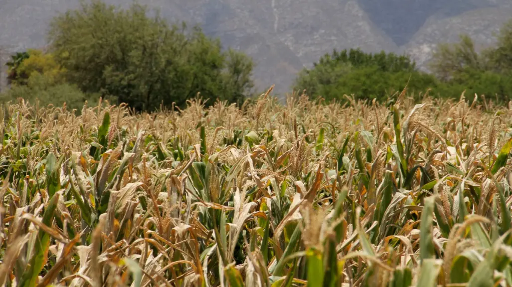 Esto se sabe de las protestas y cierres de carretera de los productores de sorgo en Tamaulipas