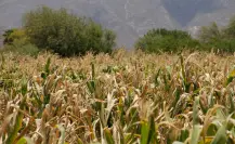 Esto se sabe de las protestas y cierres de carretera de los productores de sorgo en Tamaulipas