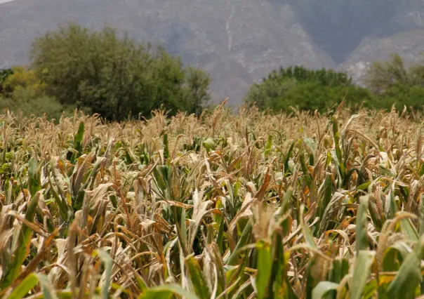 Esto se sabe de las protestas y cierres de carretera de los productores de sorgo en Tamaulipas