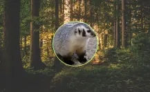 El curioso animal nativo de Durango que casi no se deja ver y vive bajo la tierra