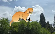 El animal nativo de Durango que se hizo famoso gracias a una popular caricatura