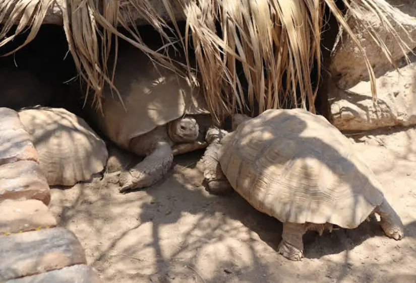 Una de las especies que están en el Serpentario de La Paz. Foto: Ayuntamiento de La Paz.