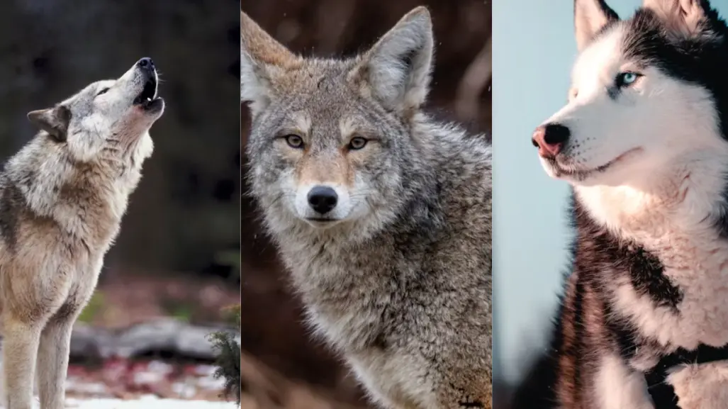 Este es el animal nativo de Tamaulipas que se puede reproducir con más de una especie