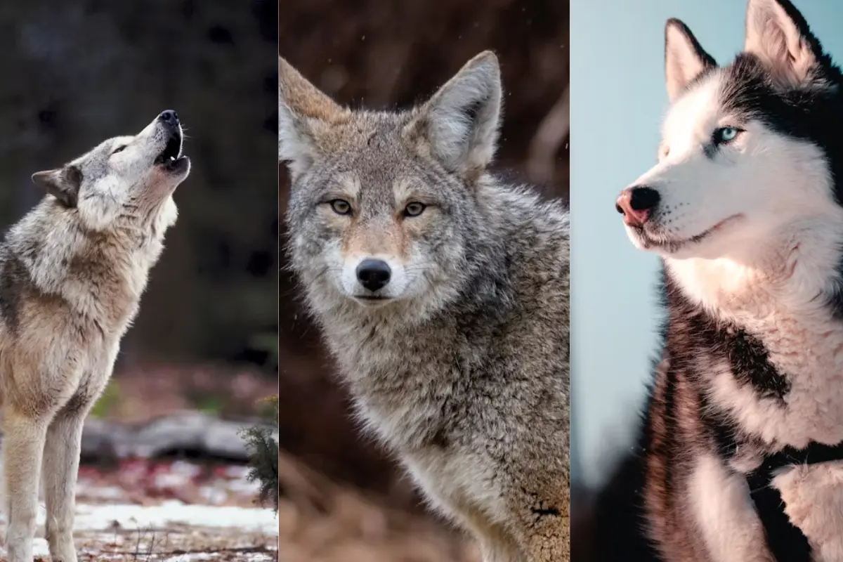 Descubre la sorprendente capacidad de reproducción del coyote en Tamaulipas y su importancia ecológica