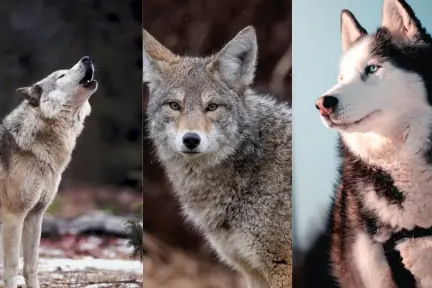 Este es el animal nativo de Tamaulipas se puede reproducir con más de una especie Este es el animal nativo de Tamaulipas se puede reproducir con más de una especie