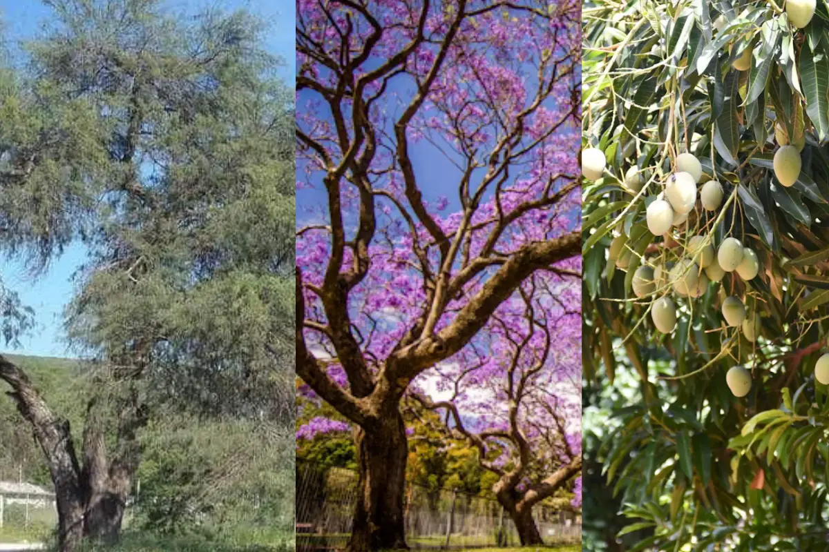 Descubre las especies de árboles en Tamaulipas ideales para brindar sombra y frescura. Conoce el mango, mezquite y jacaranda, perfectos para climas cálidos