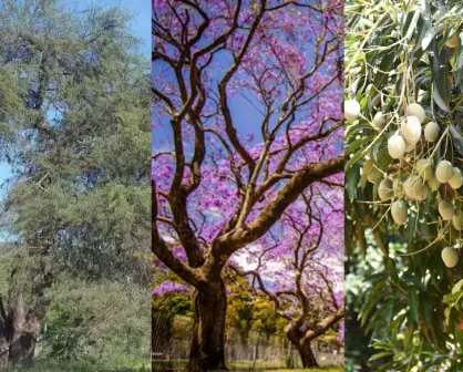 3 árboles tamaulipecos ideales para dar sombra