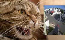 Exhiben a sujeto que dejó a sus perros atacar a un gato en Mérida