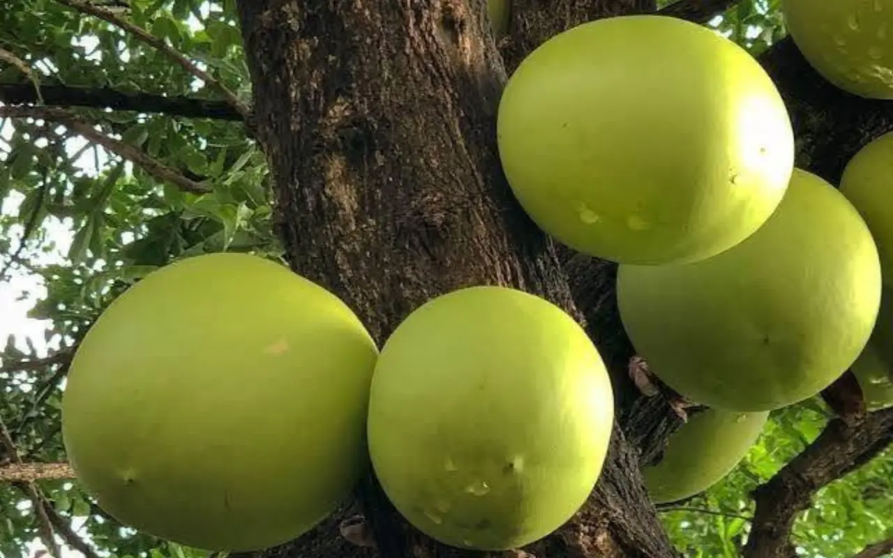 Fruto del árbol conocido como cirián, guaje o cuatecomate, usado en la medicina tradicional. Foto: FB/ De Viaje Con Julio (Canva)