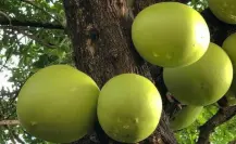 El árbol nativo del Edomex que polinizan murciélagos y cura males respiratorios y digestivos