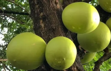 El árbol nativo del Edomex que polinizan murciélagos y cura males respiratorios y digestivos