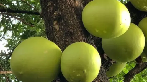 El árbol nativo del Edomex que polinizan murciélagos y cura males respiratorios y digestivos