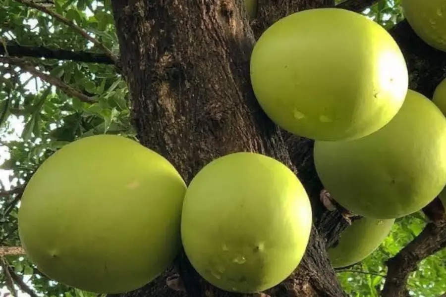 El árbol nativo del Edomex que polinizan murciélagos y cura males respiratorios y digestivos