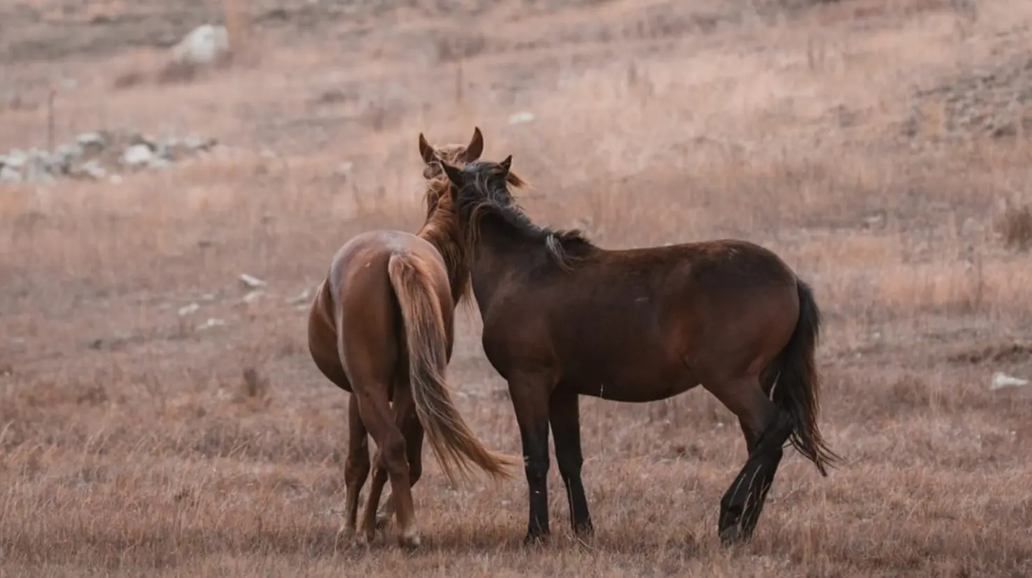 Foto: Pixabay | Conoce los usos más comunes de los caballos en Durango y si estos son legales.