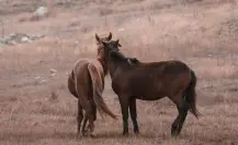 Los caballos en Durango y sus 3 usos más comunes, ¿son todos legales?